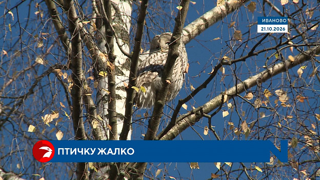 Крупная сова присела отдохнуть во дворе ивановской школы